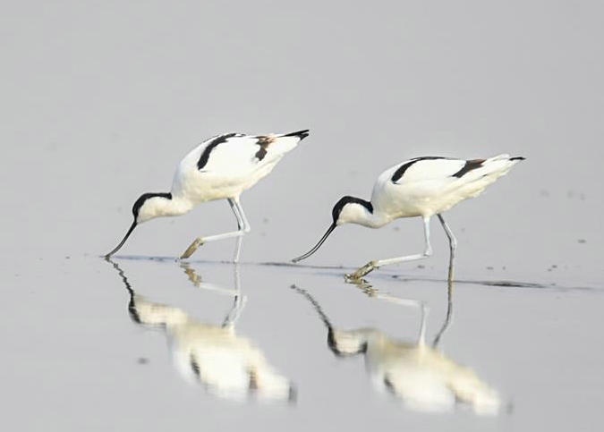 內(nèi)蒙古：濕地迎來(lái)大批候鳥(niǎo)