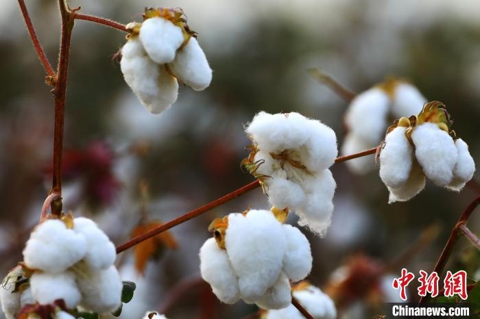 朵朵棉花吐絮盛開(kāi)?！⑵G敏 攝