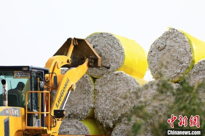 叉車(chē)將采棉機(jī)吐出的“金蛋蛋”裝車(chē)?！「唠p強(qiáng) 攝