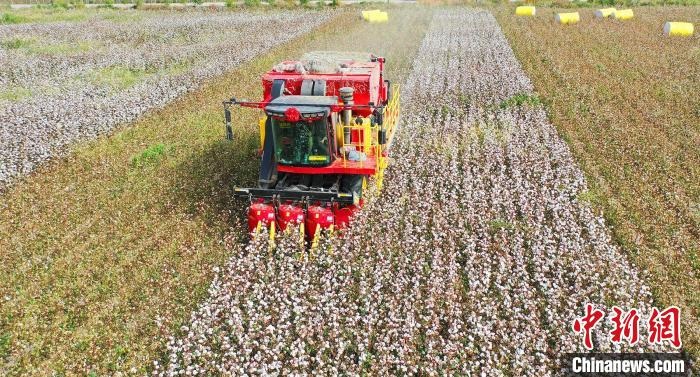 采棉機(jī)正在采收棉花，猶如在五線譜上跳動(dòng)的音符，正在演奏豐收的樂(lè)章。　宋建澤 攝