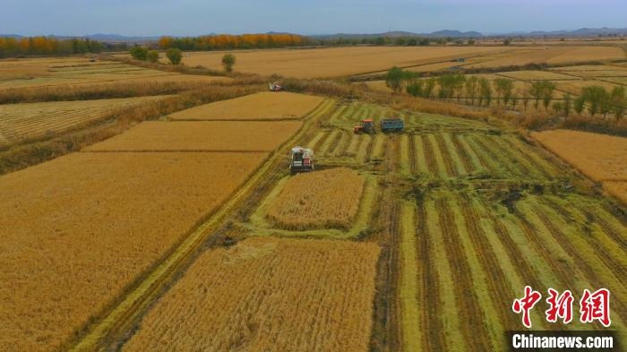 圖為科右中旗杜爾基鎮(zhèn)雙金嘎查的萬畝水稻田進入集中收割期?！≮w殿威 攝