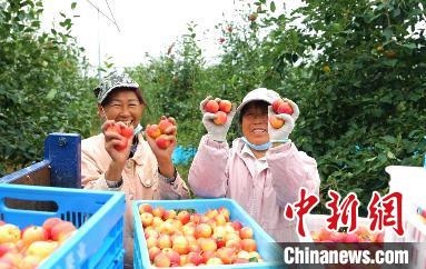 圖為興安盟沙果迎豐收?！】朴仪捌煳麄鞑抗﹫D