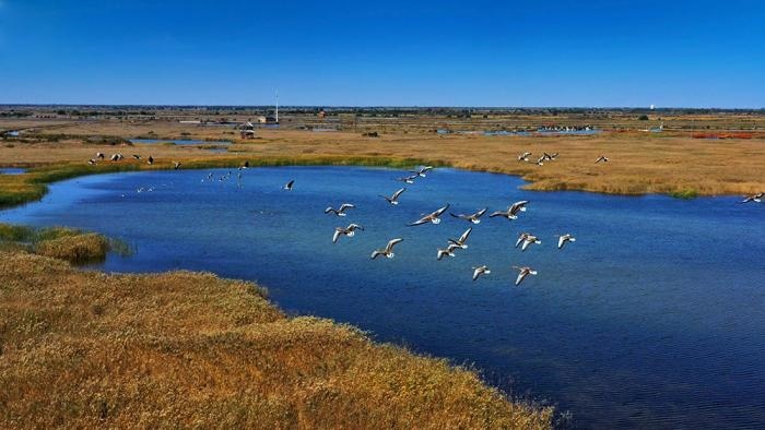 △黃河三角洲擁有天然蘆葦270平方公里，是東北亞內(nèi)陸和環(huán)西太平洋鳥類遷徙重要的“中轉(zhuǎn)站”、越冬地和繁殖地。(總臺(tái)央視記者李煒、程鋮拍攝)