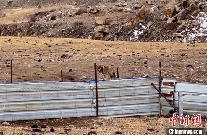 圖為闖入村民家中的野狼?！∨d?？h公安局溫泉派出所供圖