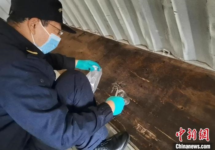 張家港海關工作人員截獲捕鳥蛛?！⊥踅〕?攝