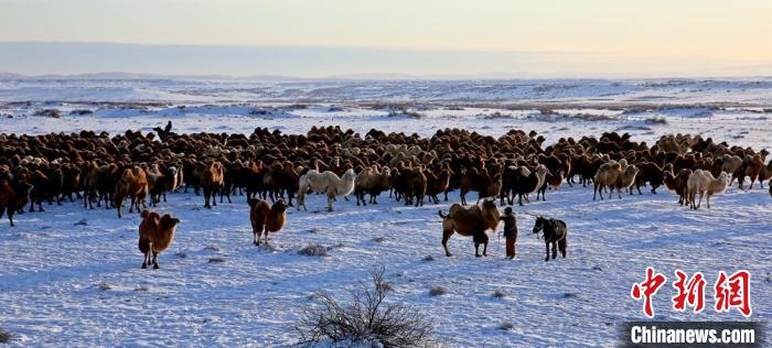 進(jìn)入冬季，駱駝在戈壁灘上散養(yǎng)?！」o琨 攝