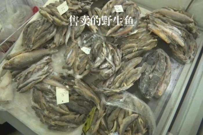 2021年12月6日，督察組現(xiàn)場隨機(jī)抽查發(fā)現(xiàn)，保護(hù)區(qū)附近餐館仍然存在非法經(jīng)營野生河魚的問題