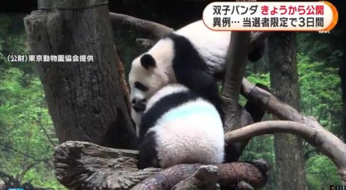 12日，日本東京上野動物園的旅日雙胞胎熊貓開始同游客見面。(圖片來源：日本富士電視臺視頻截圖)
