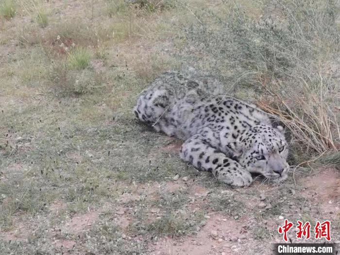 圖為在四子王旗發(fā)現(xiàn)的雪豹(資料圖)?！∷淖油跗炀焦﹫D