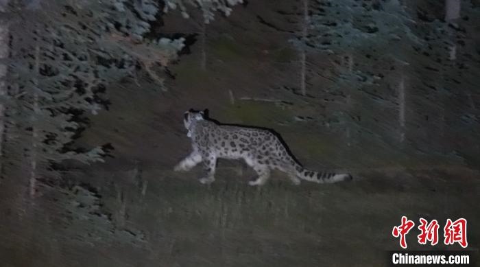 圖為被放歸自然的雪豹(資料圖)?！?nèi)蒙古林草局供圖。