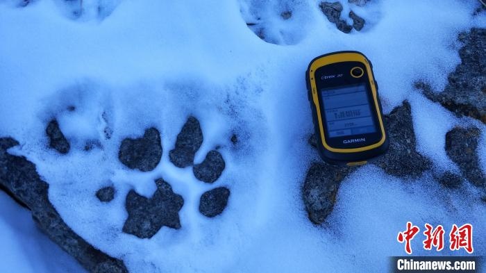 圖為疑似放歸雪豹的足跡(資料圖)?！?nèi)蒙古賀蘭山國家級自然保護區(qū)供圖