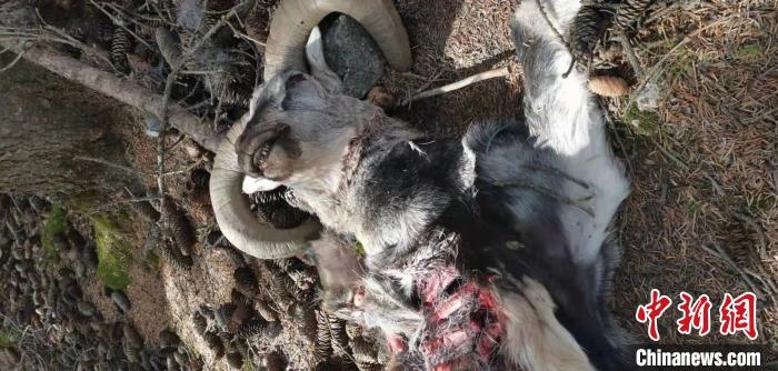 圖為疑似雪豹捕食巖羊的殘骸(資料圖)?！?nèi)蒙古賀蘭山國家級自然保護區(qū)供圖