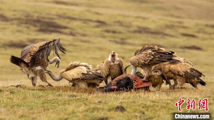 圖為作品《聚會》?！℃夭疾夭爬?攝