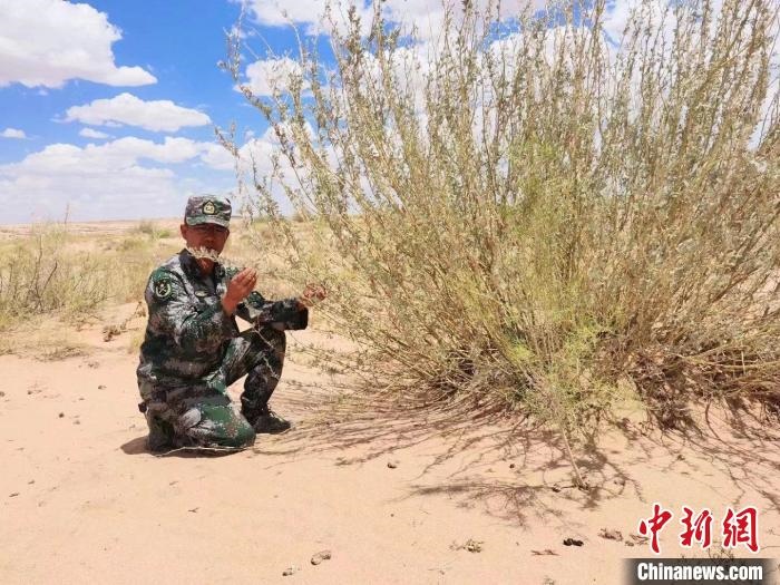 圖為謝寶民查看梭梭長(zhǎng)勢(shì)。　受訪者供圖