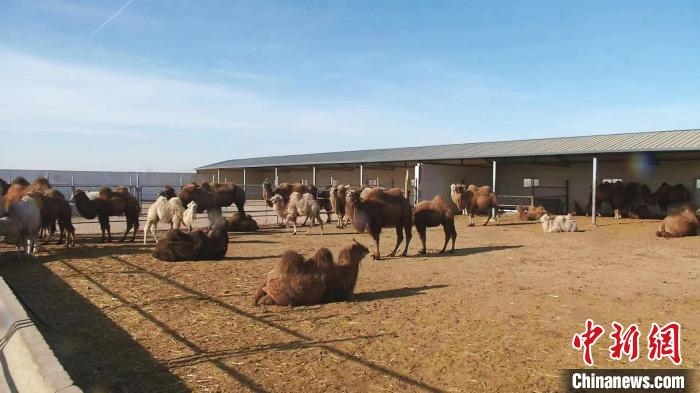 圖為額濟納旗駝奶產業(yè)基地?！⊥蹰L梅 攝