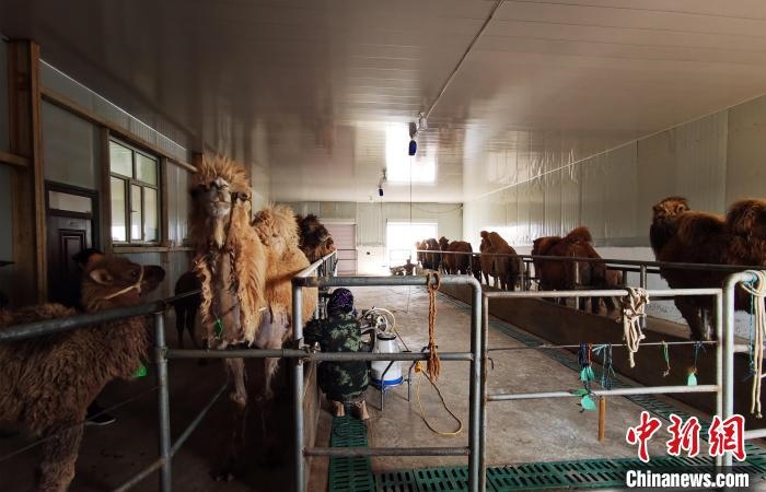 圖為共人正在給駱駝擠奶?！⊥蹰L梅 攝