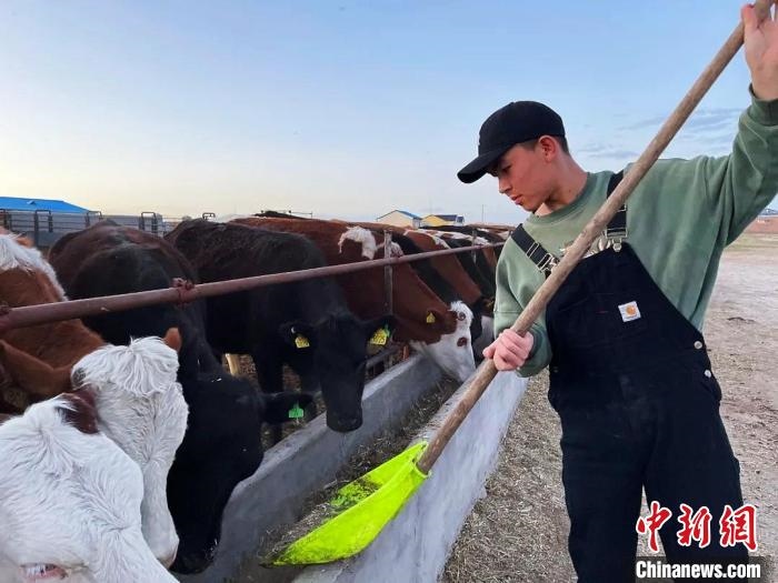 圖為敖木希勒在喂牛?！“侥鞠＠展﹫D