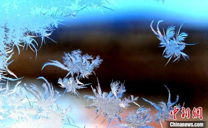 玉樹(shù)瓊枝盈滿窗?！O書程 攝