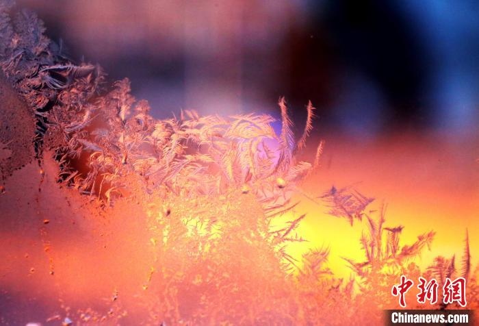 迎著光亮，冰窗花絢麗多姿?！O書程 攝