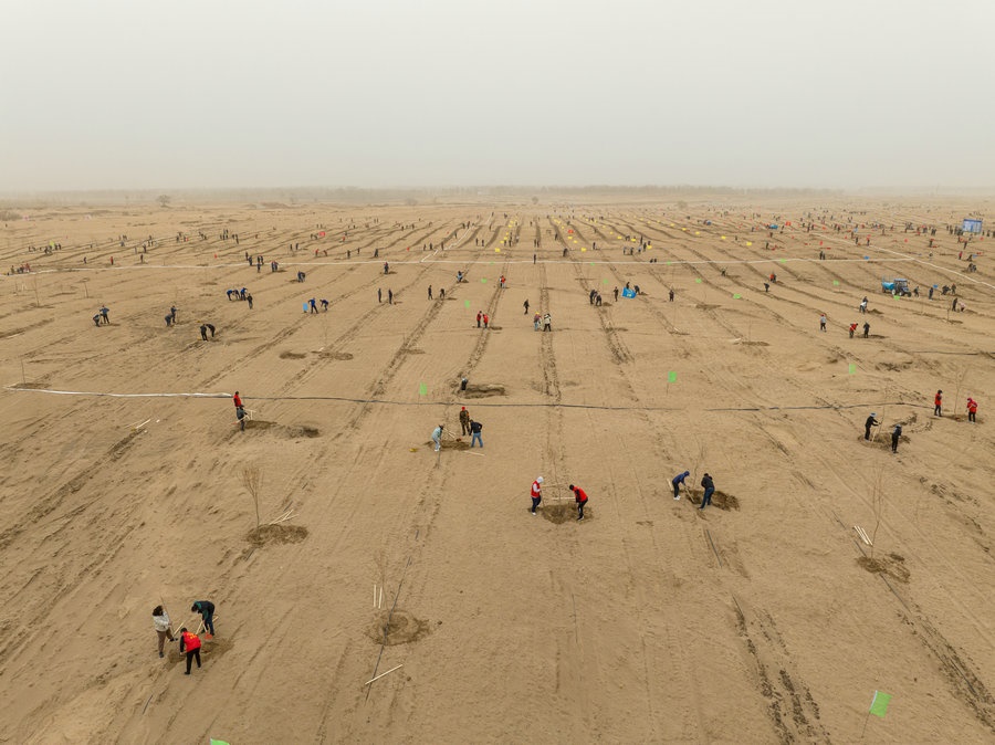 在高力板鎮(zhèn)花道卜和沙木嘎嘎查治理區(qū)，廣大干部群眾手植新綠，播種希望 （攝影：包寶音德力格爾）.JPG
