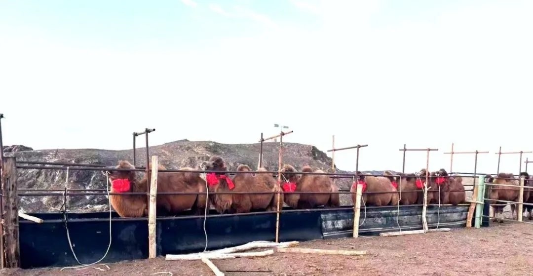 1732793630219806.jpeg 640-2.jpeg