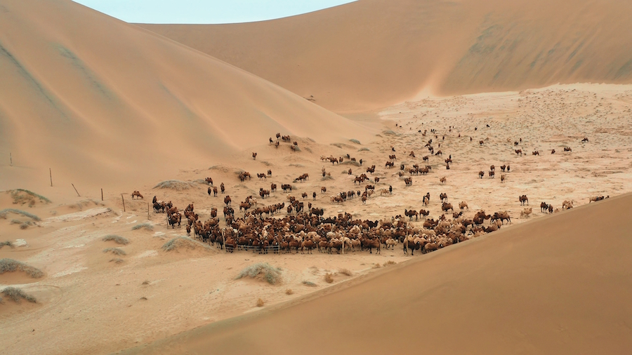 1761226827681150.jpg 駱駝轉場 (5).jpg