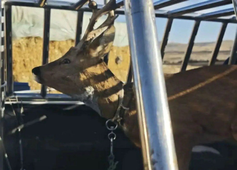 1764981691950615.jpg 狍子1.jpg