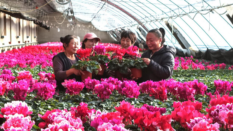 1772266799932972.png 赤峰市民在林西鎮(zhèn)花卉大棚里選購(gòu)鮮花 李富 攝.png