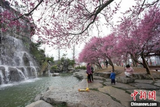 2月23日，市民在乾藝梅園景區(qū)觀賞綻放的梅花。陳興輝 攝