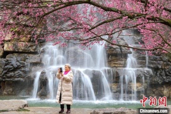 2月23日，市民在乾藝梅園景區(qū)拍攝綻放的梅花。瞿宏倫 攝