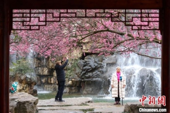 2月23日，市民在乾藝梅園景區(qū)觀賞拍攝綻放的梅花。瞿宏倫 攝