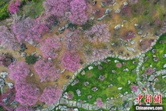 2月23日，航拍乾藝梅園景區(qū)綻放的梅花。瞿宏倫 攝