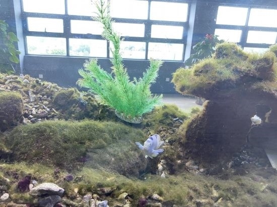 圖為寶鋼湛江鋼鐵水控中心,觀賞海魚在鋼渣漁礁里游動