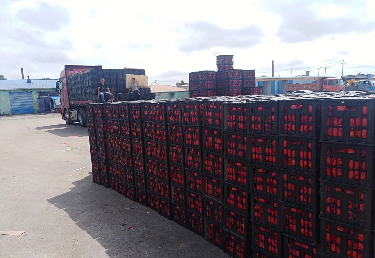 　　外銷的蔬菜在市場等待拉運。受訪者供圖