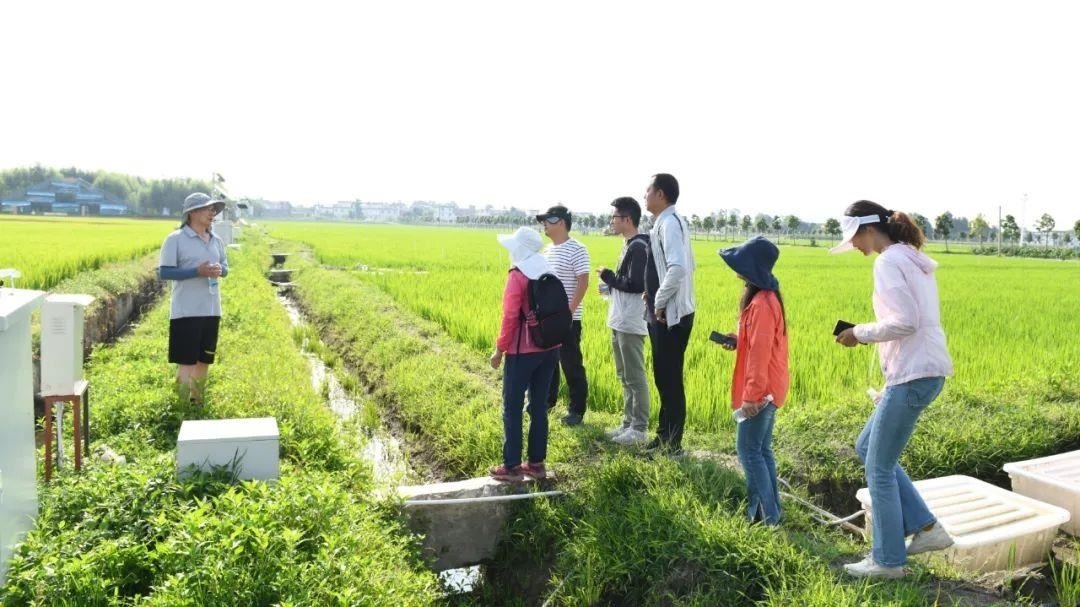 △云南大理古生村科技小院成員在田間調(diào)查。