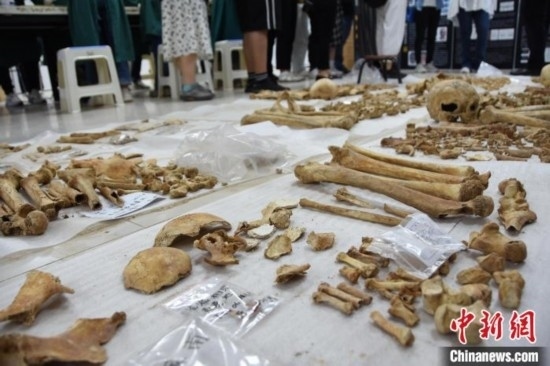 圖為已清理完畢的骨骼標(biāo)本。王宇 攝