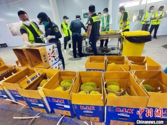圖為海關(guān)關(guān)員對進口榴蓮進行查驗。黃艷梅 攝