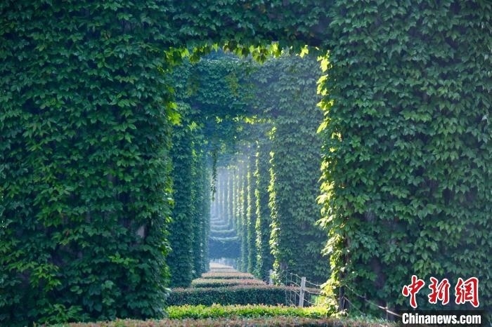 成都二環(huán)高架橋墩被植被爬滿，形成“綠野仙蹤”景觀?！埨?攝