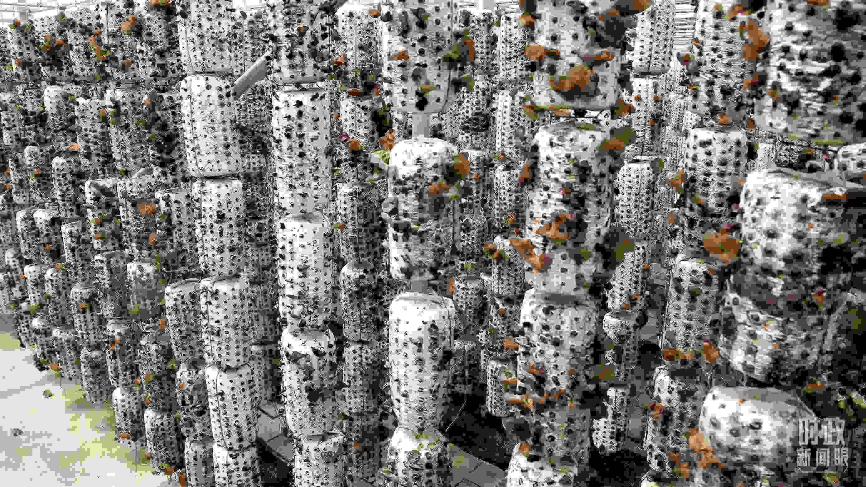 △金米村的小木耳、大產(chǎn)業(yè)。（圖／視覺中國）