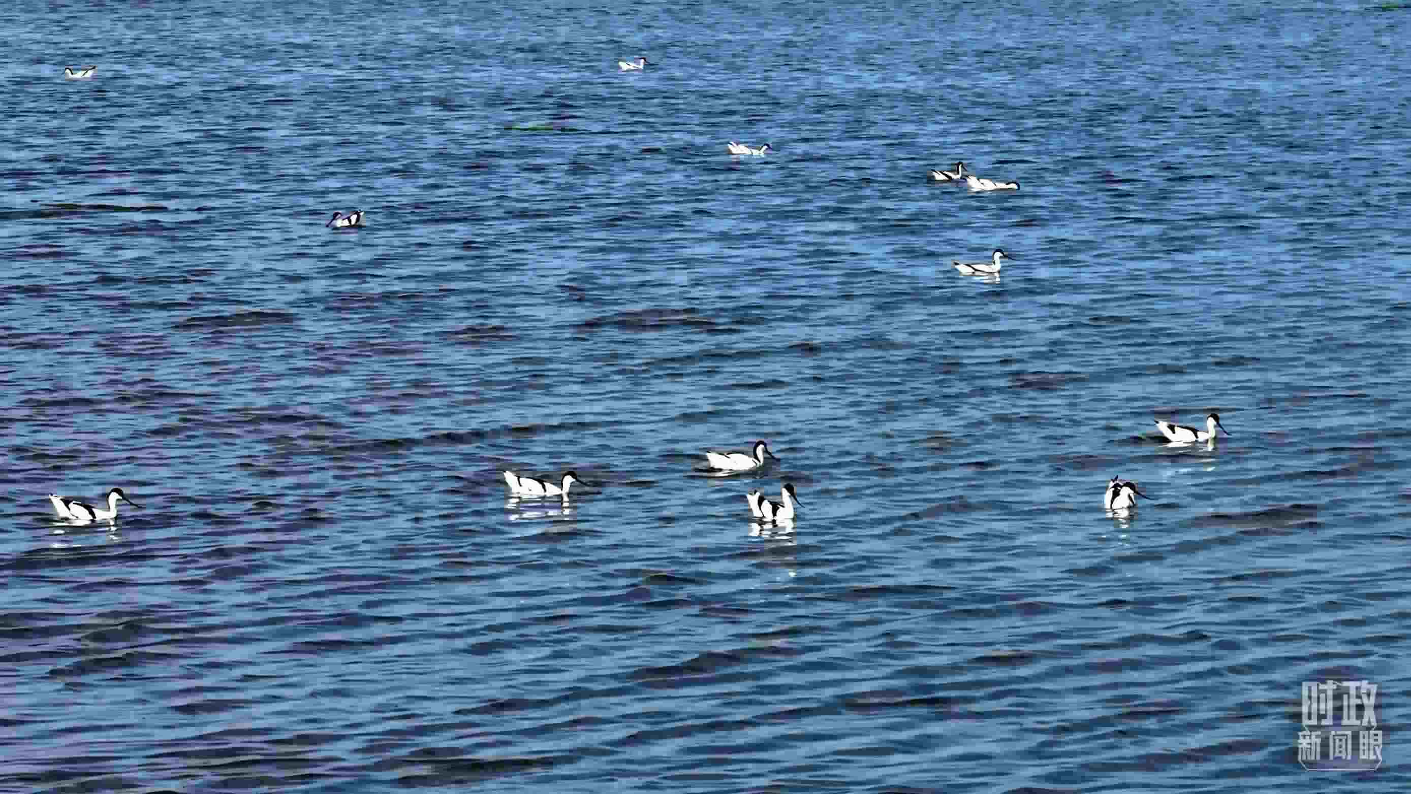 △鹽湖棲息的鳥類。（總臺記者裴大偉、康曉宇拍攝）