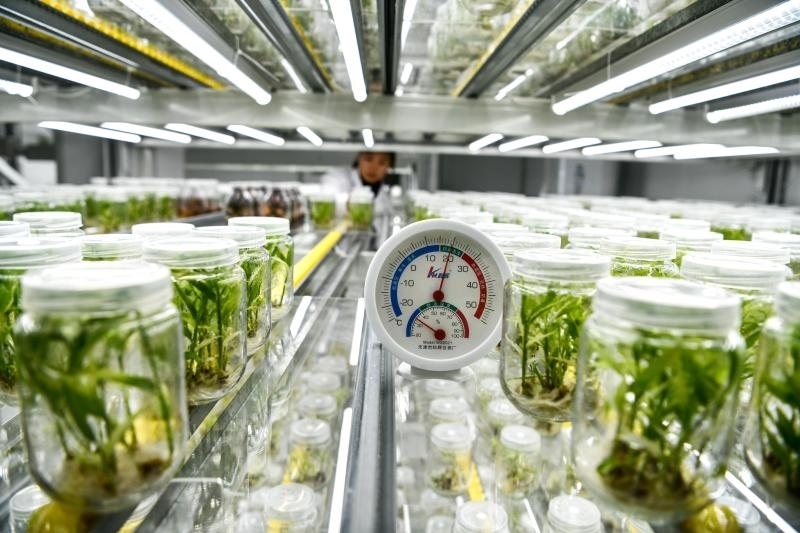 工作人員在貴陽(yáng)市開(kāi)陽(yáng)縣南江蔬菜良種繁育中心的組培中心查看姜苗生長(zhǎng)情況（2023年5月23日攝）。新華社記者 楊文斌 攝