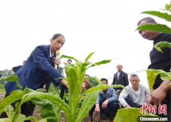 “鄉(xiāng)村學(xué)堂”田間現(xiàn)場教學(xué)。(資料圖) 唐濤華 攝