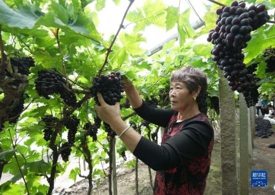 5月26日，唐山市海港經(jīng)濟(jì)開發(fā)區(qū)王灘鎮(zhèn)趙灘村農(nóng)民在大棚內(nèi)采摘葡萄。