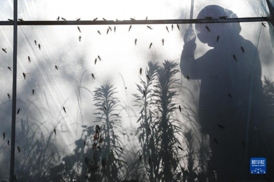 6月21日，山東省樂陵市西段鄉(xiāng)岔河村東亞飛蝗養(yǎng)殖基地的養(yǎng)殖戶在大棚內(nèi)忙碌。新華社記者 范長(zhǎng)國 攝