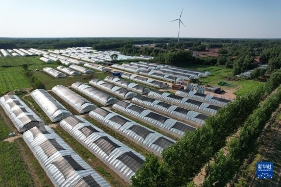 這是6月21日在山東省樂陵市西段鄉(xiāng)岔河村拍攝的東亞飛蝗養(yǎng)殖基地（無人機(jī)照片）。新華社記者 范長(zhǎng)國 攝