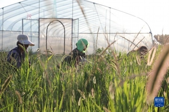 6月21日，山東省樂陵市西段鄉(xiāng)岔河村東亞飛蝗養(yǎng)殖基地的螞蚱養(yǎng)殖戶在割草。新華社記者 范長(zhǎng)國 攝