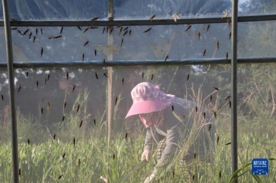 6月21日，山東省樂陵市西段鄉(xiāng)岔河村東亞飛蝗養(yǎng)殖基地的螞蚱養(yǎng)殖戶在割草。新華社記者 范長(zhǎng)國 攝