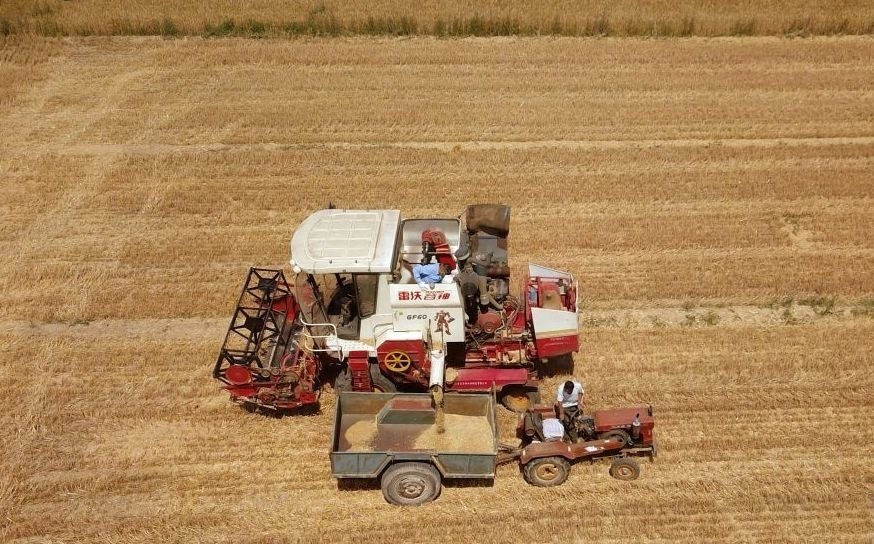 2023年6月14日，在山東省臨邑縣林子鎮(zhèn)，聯(lián)合收割機(jī)在收獲小麥。