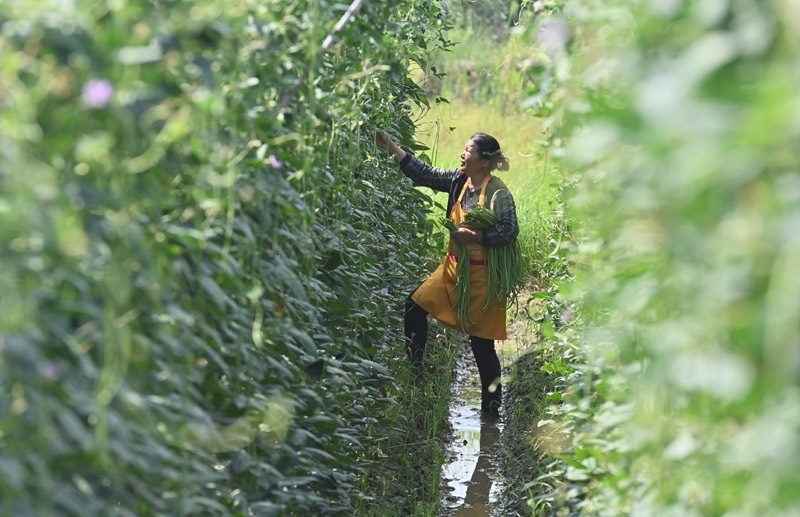 2023年6月15日，在廣西柳州市鹿寨縣中渡鎮(zhèn)石墨村，村民在高標(biāo)準(zhǔn)農(nóng)田里采收豆角。