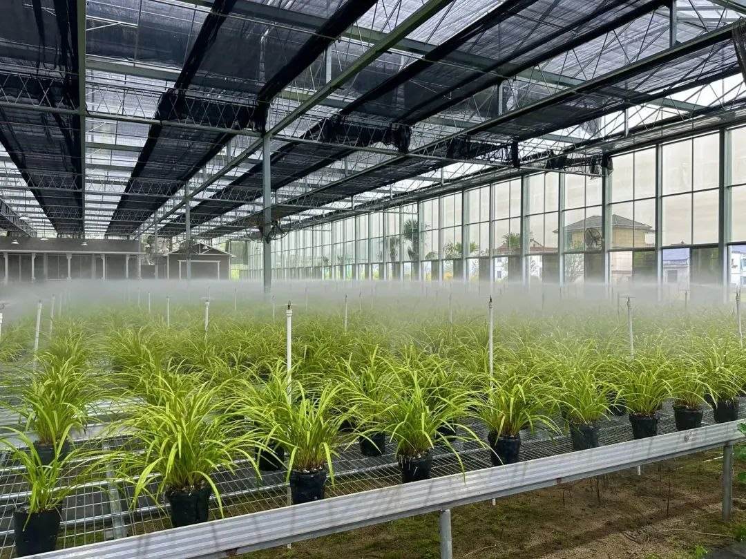 浙江省紹興市柯橋區(qū)漓渚鎮(zhèn)棠棣村的蘭花種植基地。靜玄 攝